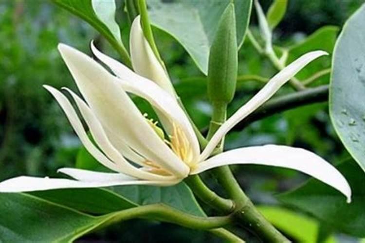 葡萄什么时候施肥最好,怎样施肥产量高？