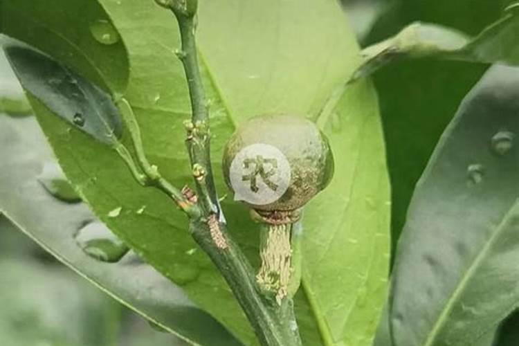 硫酸钾型化肥和纯硫基型化肥有什么不同？