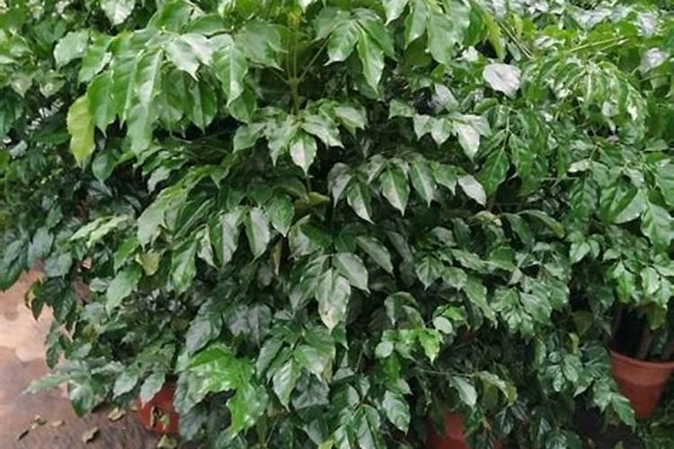 花椒怎样种植高产？花椒专用肥,花椒用什么肥料效果好？