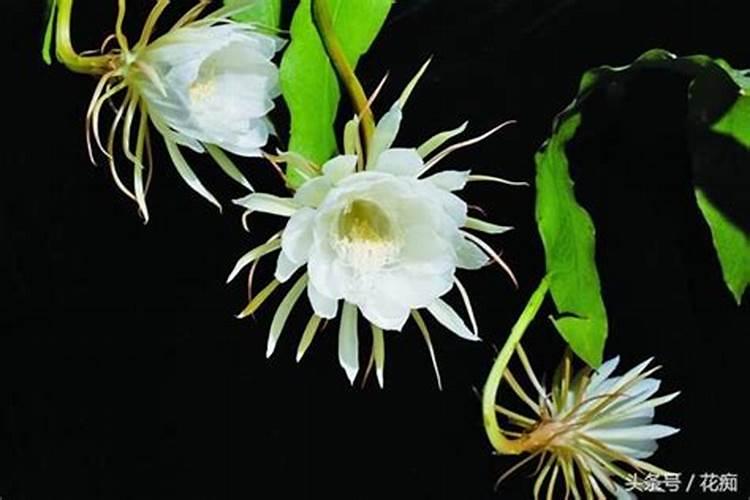 地栽藤本月季北方怎么过冬？