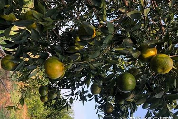 甘蔗是忌氯作物吗