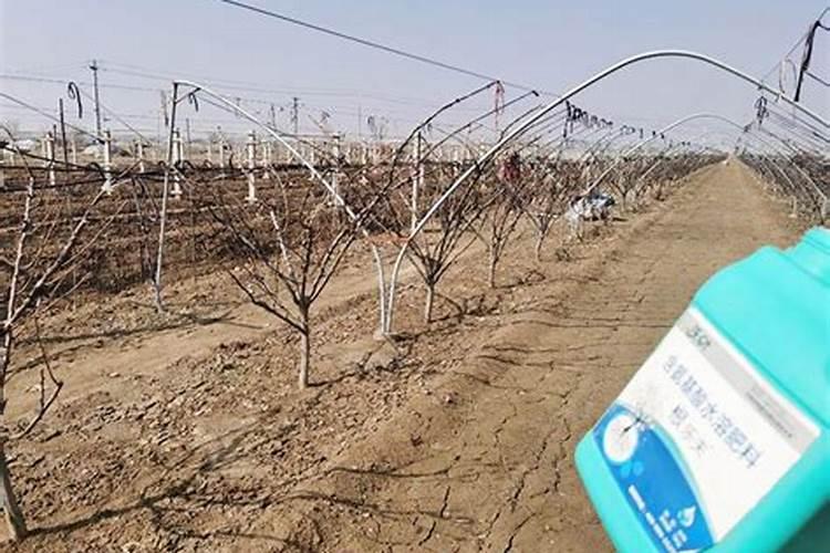 果树结果期用哪种水溶肥效果好？果树膨大期施肥怎么施？