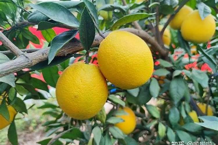 海丰特产有哪些