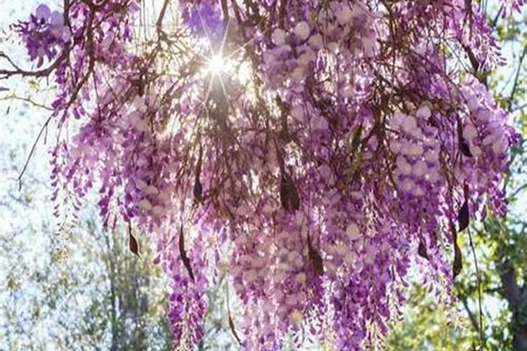 紫藤施肥用什么肥料