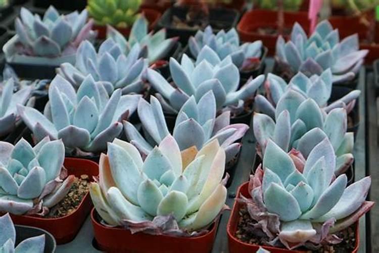 长寿花夏天可以施肥吗