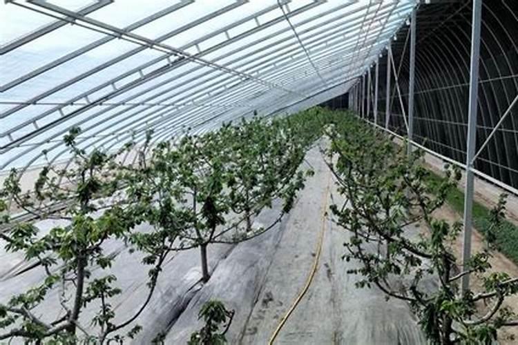 樱桃大棚结束后冲施高磷水溶肥可以吗有毒吗？