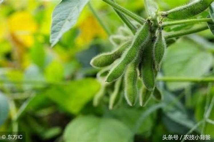 施用氮肥过多对植物有什么影响