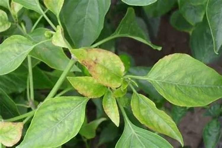 藤本月季怎么养,4种养殖方法让藤本月季爬满墙