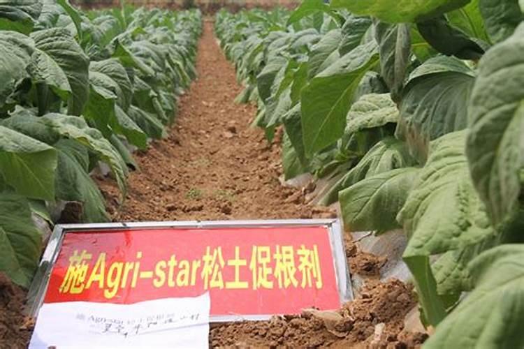 兰花几月份施磷酸二氢钾最佳 兰花几月份施磷酸二氢钾最好