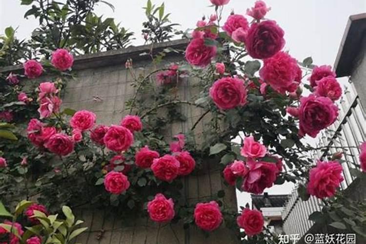 在自己家中,什么属于氮肥范畴