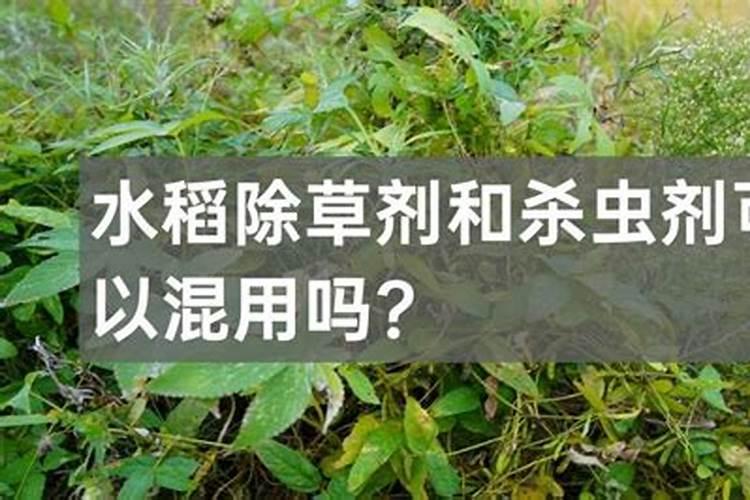 黄瓜种植需要什么肥料最好