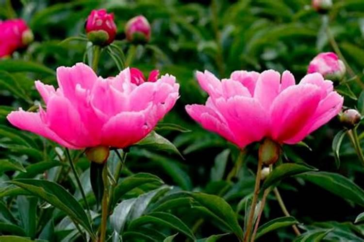 黄豆酱油制作方法