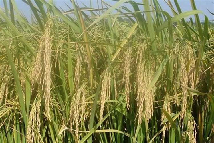 过磷酸钙和钙镁磷肥有什么区别？这两种肥料哪种更好？