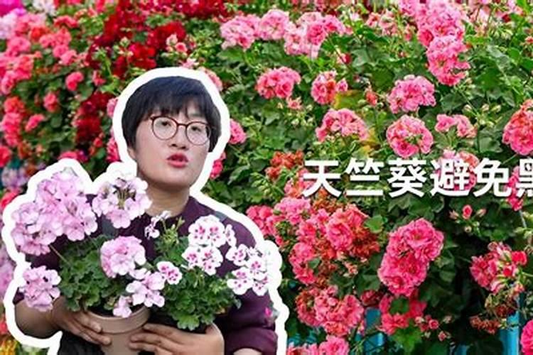 春甘蓝拱棚栽培如何能早熟 如何管理能高产