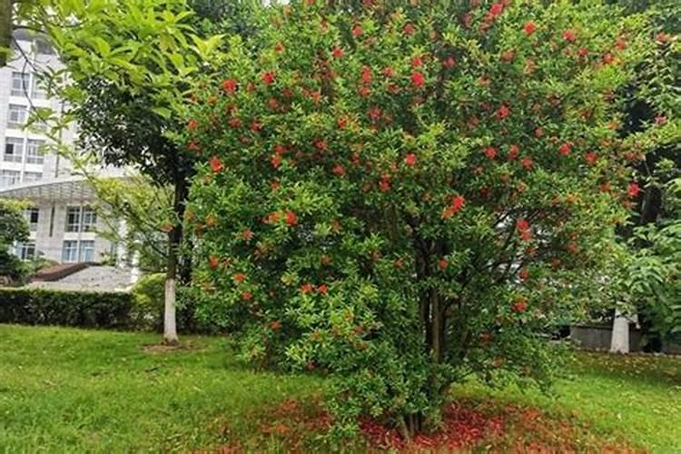 石榴树如何施肥 不同季节石榴树施肥的方法
