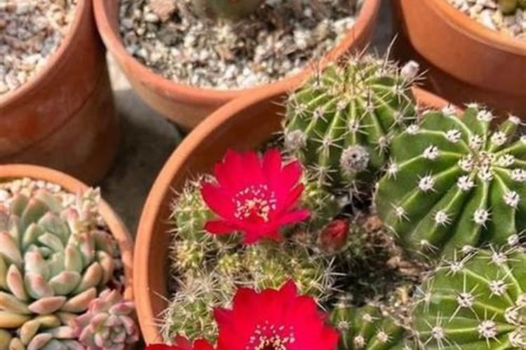 化肥排行榜(中国化肥前50排名)