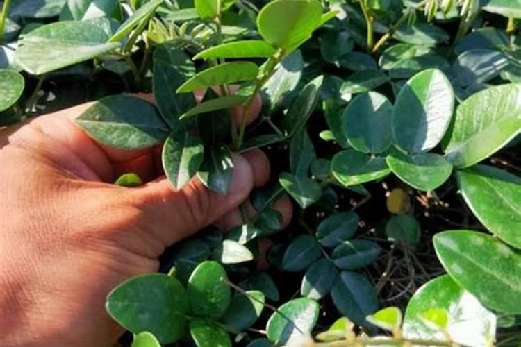 连翘树的寿命多少年,几年开始结果