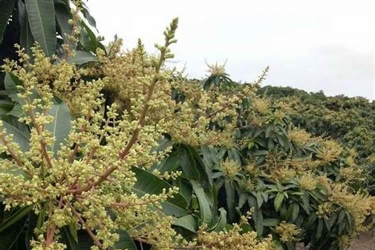 芒果花期管理方法与要点