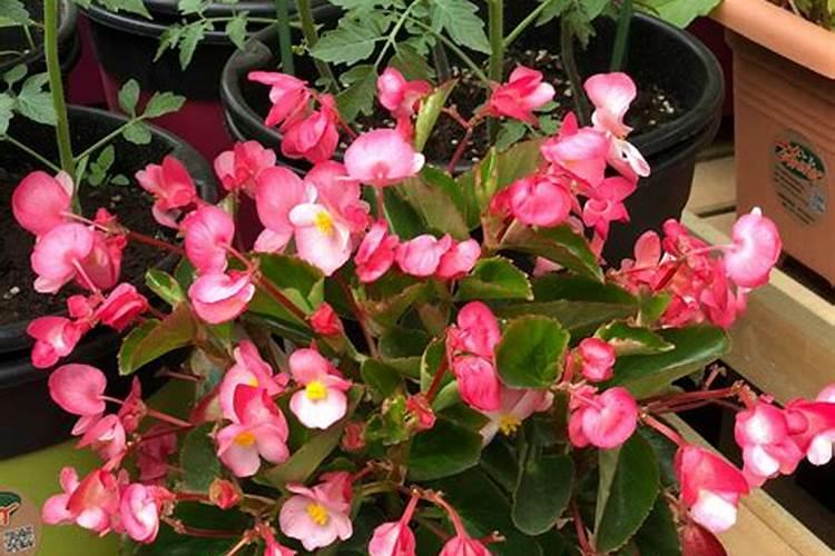 种瓜用什么肥料好