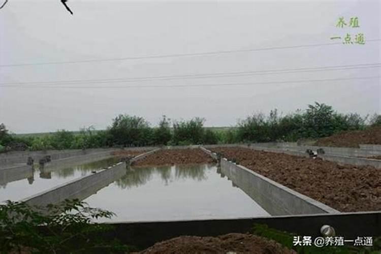 莲藕池养泥鳅它会吃藕芽吗
