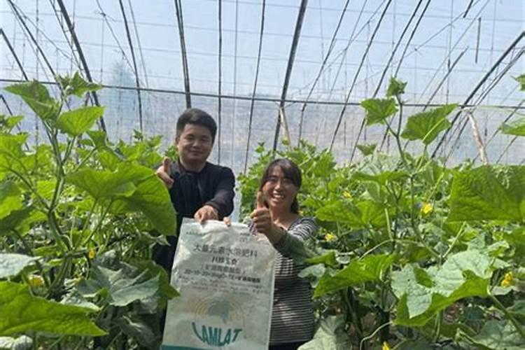 种植黄豆为什么底肥不能施得太多了,难道黄豆喜欢贫瘠之地？