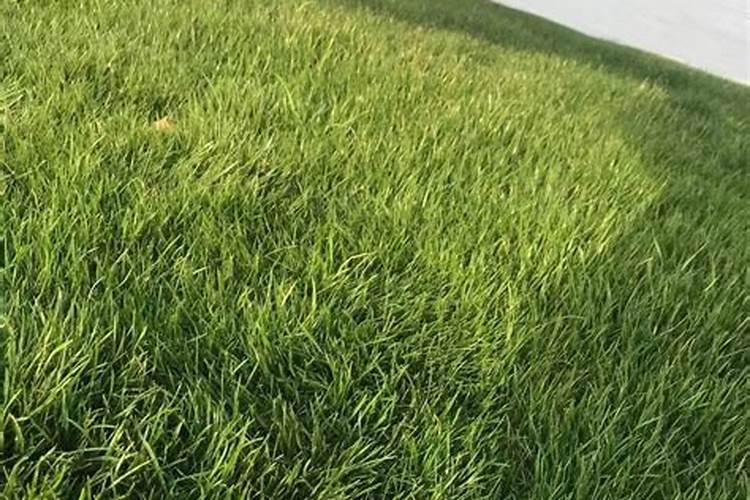 黑麦草种的时候洒什么肥