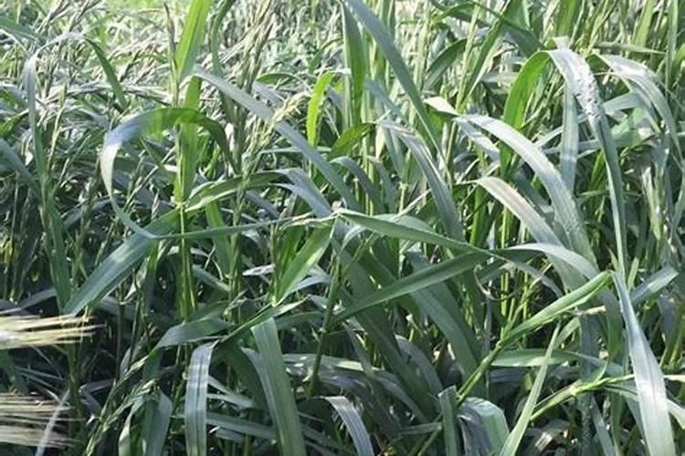 种在田里当肥料的是什么草籽