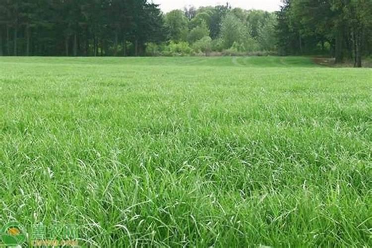 如何将菱角清洗干净