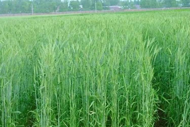 多年生黑麦草怎么种植