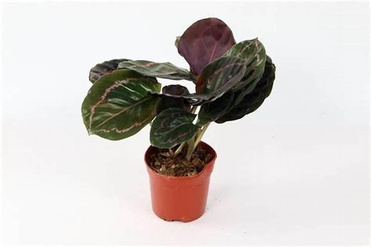 双线竹芋怎么养