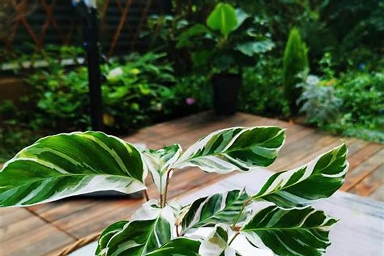 虹彩竹芋如何施肥