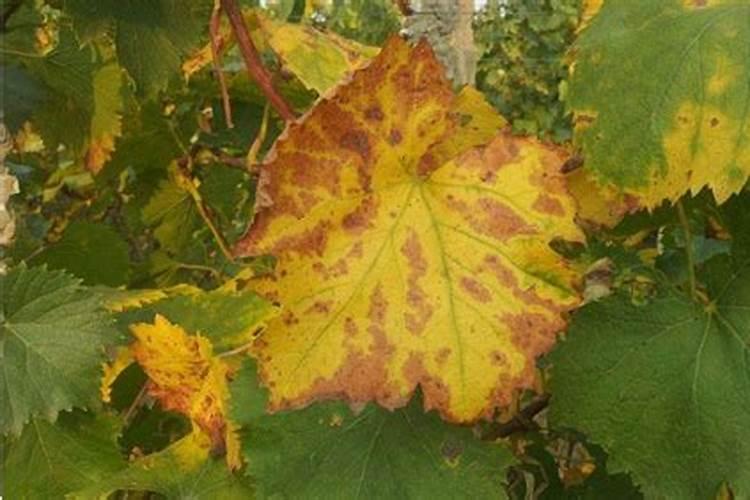 西瓜苗期用什么肥料