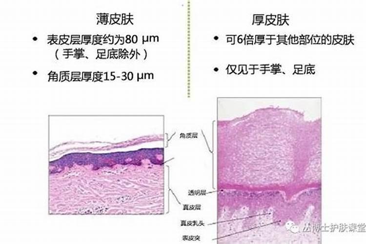 三七适应什么地方种植？中国哪些地方可以种植三七？