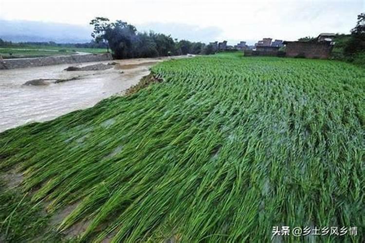 响雷后下的雨含有氮肥,说明空气中含有什么