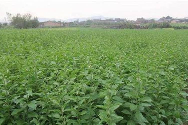 复硝酚钠和芸苔素内脂有什么区别