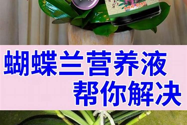 兰科营养液怎么浇蝴蝶兰1:3000比例可以吗