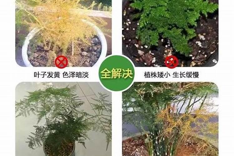 如何施用磷肥效果好