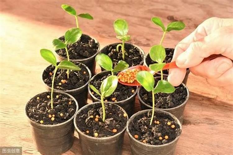 用草木灰如何养好盆栽？