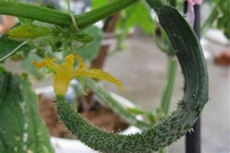 山药亩产一般约多少斤