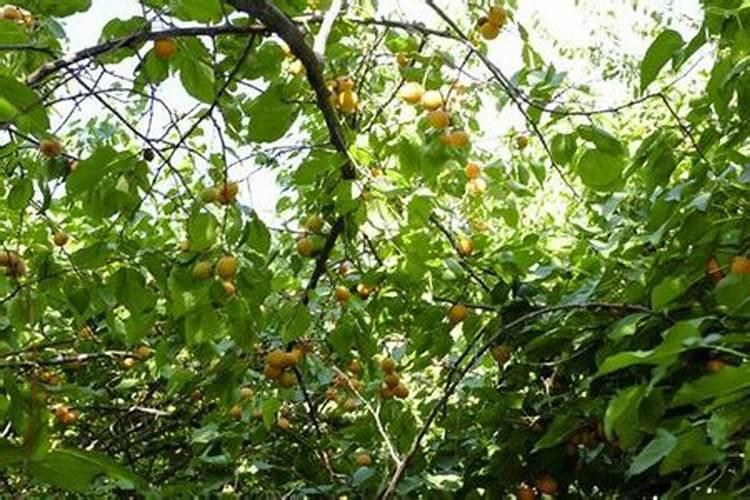 杏树用什么肥比较好