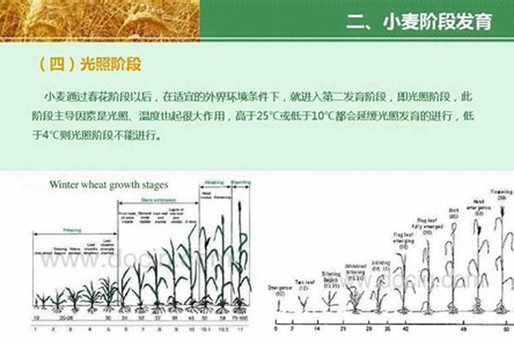 脐橙立秋前后施肥能长得快吗