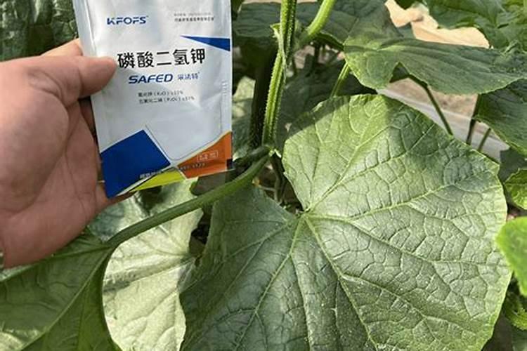 贡梨和酥梨的区别是什么