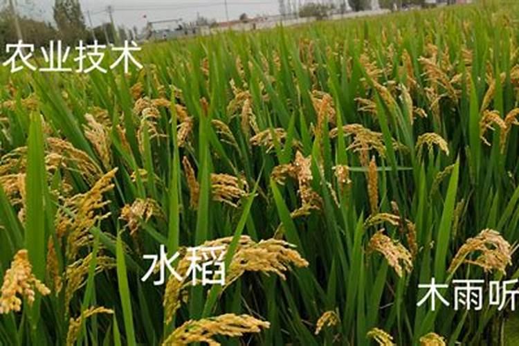 甜瓜枯萎病防治方法