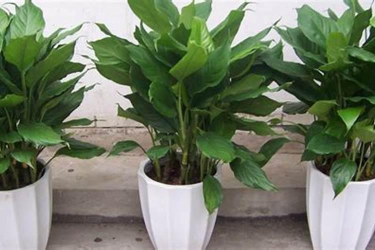 芹菜追肥用什么肥料好