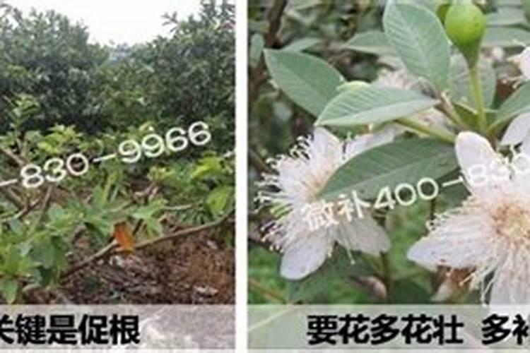 如何鉴别进口水溶肥的好坏