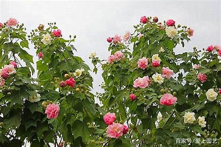 玉米滴灌施肥方案 施肥技术及用量