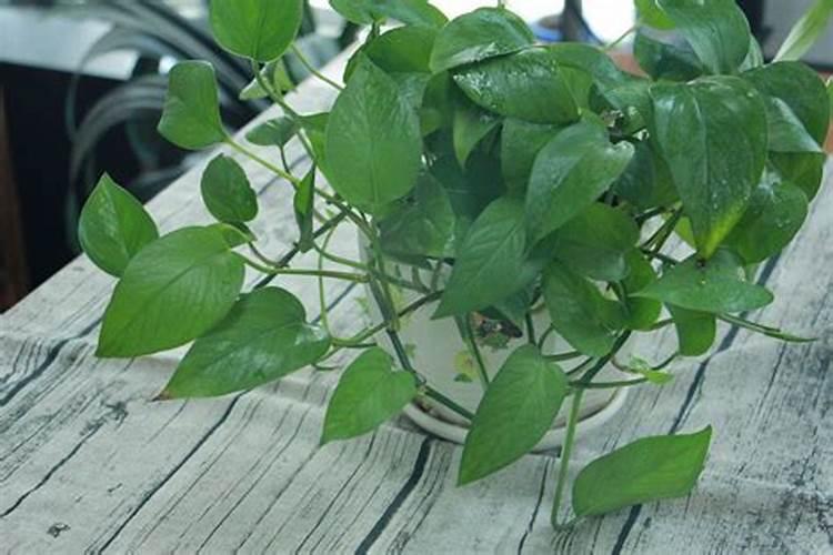 绿萝黄叶子怎么办