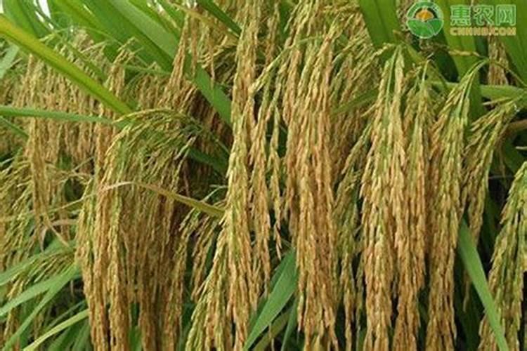 大量元素水溶肥高钾配方用什么含量的钾肥