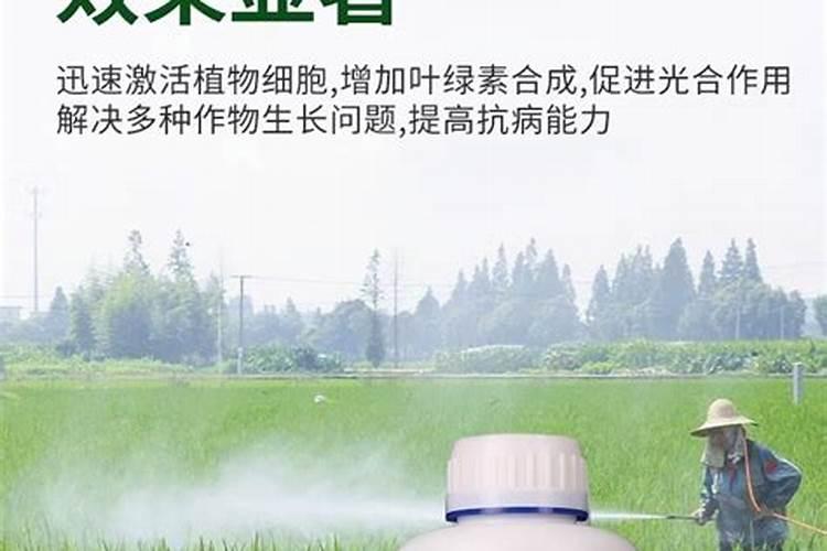 树苗如何追施尿素