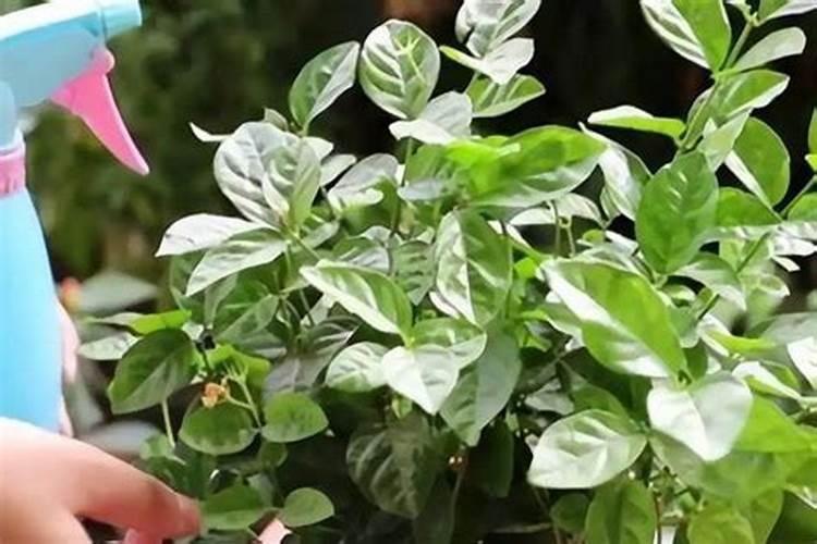 农家肥的正确使用方法